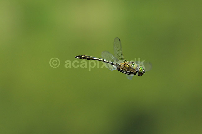Guldsmed. Gr�n guldsmed flyver over B�llemosens vande; Cordulia aenea; B�llemosen / J�gersborg Hegn; ; ; insekter; �gte guldsmede, Anisoptera, flyvning, vinger, Egentlige guldsmede, Odonata
