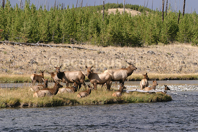 Wapiti. Wapiti eller amerikansk kronhjort eller elks i Yellowstone. Hjort med flok af hinder p� � i Madison River. ; Cervus elaphus nelsoni, Cervus canadensis; Yellowstone National Park / Wyoming; USA; Nord Amerika; pattedyr; Hjorte, kronhjorte, Cervidae, Parrett�ede hovdyr, Artiodactyla