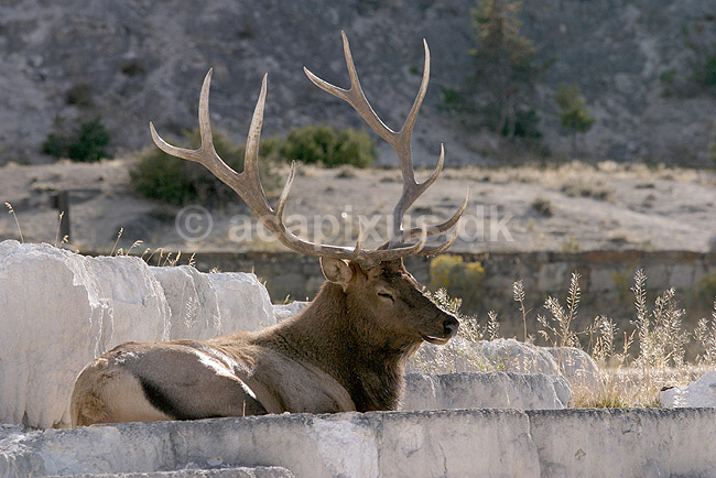Wapiti. Wapiti eller amerikansk kronhjort eller elks i Yellowstone. Hjort der hviler sig p� geothermiske terasser ved Mammoth Hot Springs.; Cervus elaphus nelsoni, Cervus canadensis; Yellowstone National Park / Wyoming; USA; Nord Amerika; pattedyr; Hjorte, kronhjorte, Cervidae, Parrett�ede hovdyr, Artiodactyla
