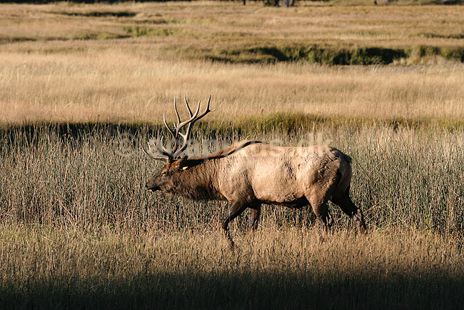 Wapiti. Wapiti eller amerikansk kronhjort eller elks i Yellowstone.; Cervus elaphus nelsoni, Cervus canadensis; Yellowstone National Park / Wyoming; USA; Nord Amerika; pattedyr; Hjorte, kronhjorte, Cervidae, Parrett�ede hovdyr, Artiodactyla