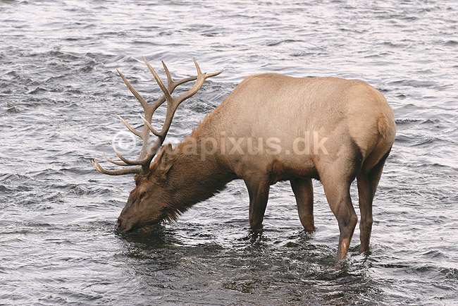 Wapiti. Wapiti eller amerikansk kronhjort eller elks i Yellowstone. Hjort drikker vand af Madison River.; Cervus elaphus nelsoni, Cervus canadensis; Yellowstone National Park / Wyoming; USA; Nord Amerika; pattedyr; Hjorte, kronhjorte, Cervidae, Parrett�ede hovdyr, Artiodactyla