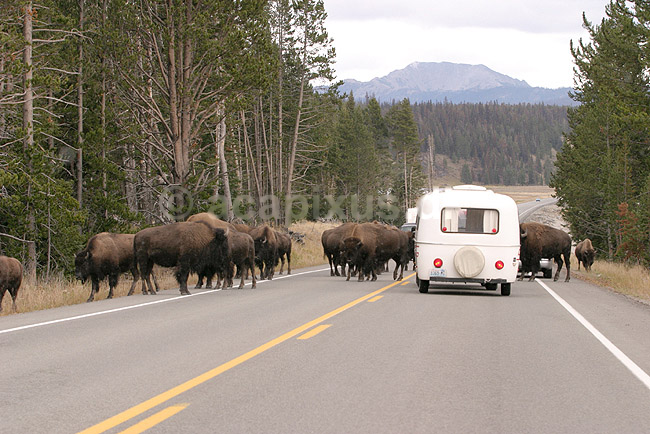 Bison. Amerikanske bisoner blokkerer vejen i Yellowstone NP.; Bison bison; Yellowstone National Park / Wyoming; USA; Nord Amerika; pattedyr; Amerikansk bison, Skedehornede, Bovidae, Parrett�ede hovdyr, Artiodactyla, camping, campingvogne