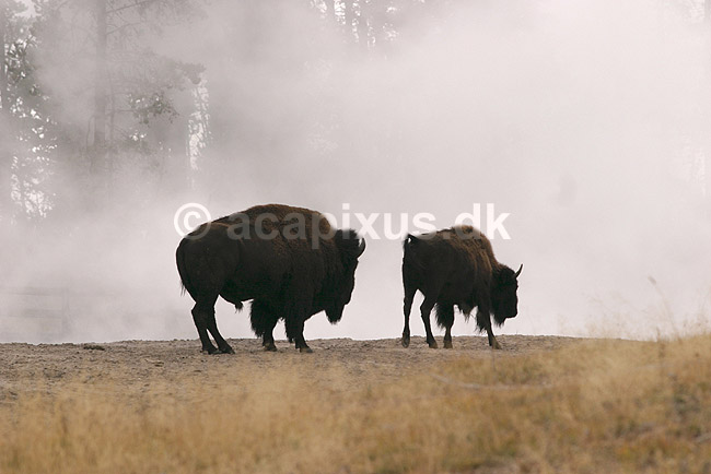 Bison. Amerikanske bisoner varmer sig ved geyser ved Mud Volcano i Yellowstone NP.; Bison bison; Yellowstone National Park / Wyoming; USA; Nord Amerika; pattedyr; Amerikansk bison, Skedehornede, Bovidae, Parrett�ede hovdyr, Artiodactyla