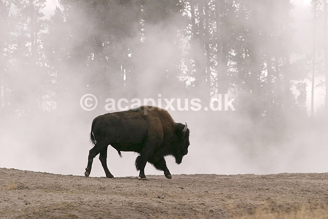 Bison. Amerikansk bison varmer sig ved geyser ved Mud Volcano i Yellowstone NP.; Bison bison; Yellowstone National Park / Wyoming; USA; Nord Amerika; pattedyr; Amerikansk bison, Skedehornede, Bovidae, Parrett�ede hovdyr, Artiodactyla