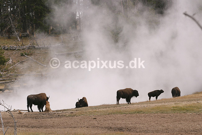 Bison. Amerikanske bisoner varmer sig ved geyser ved Mud Volcano i Yellowstone NP.; Bison bison; Yellowstone National Park / Wyoming; USA; Nord Amerika; pattedyr; Amerikansk bison, Skedehornede, Bovidae, Parrett�ede hovdyr, Artiodactyla
