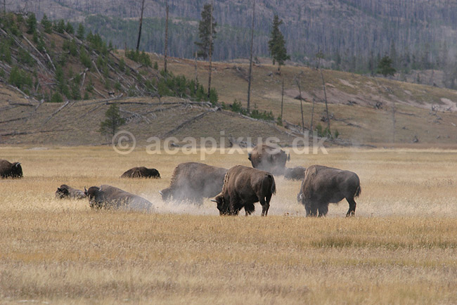 Bison. Amerikanske bisoner p� steppelandskab i Yellowstone.; Bison bison; Yellowstone National Park / Wyoming; USA; Nord Amerika; pattedyr; Amerikansk bison, Skedehornede, Bovidae, Parrett�ede hovdyr, Artiodactyla