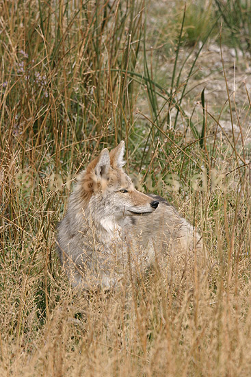 Pr�rieulv. Pr�rieulv eller cayote; Canis latrans; Yellowstone National Park / Wyoming; USA; Nord Amerika; pattedyr; Hunde, Canidae, rovdyr, Carnivora, pr�rieulve