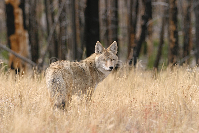 Pr�rieulv. Pr�rieulv eller cayote; Canis latrans; Yellowstone National Park / Wyoming; USA; Nord Amerika; pattedyr; Hunde, Canidae, rovdyr, Carnivora, pr�rieulve