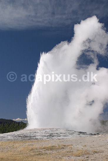 Geyser. Geyseren Old Faithful i udbrud; ; Yellowstone National Park / Wyoming; USA; Nord Amerika; ; Geothermisk, geotermisk varme, geysere, damp