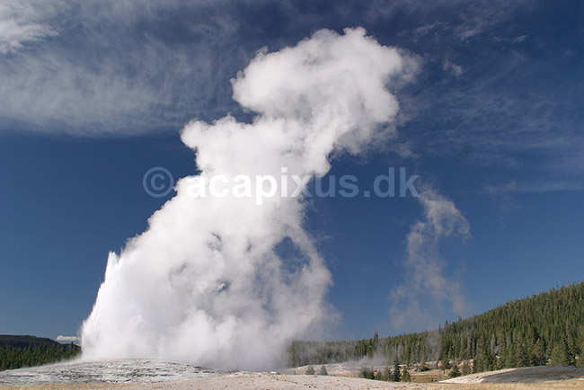 Geyser. Geyseren Old Faithful i udbrud; ; Yellowstone National Park / Wyoming; USA; Nord Amerika; ; Geothermisk, geotermisk varme, geysere, damp